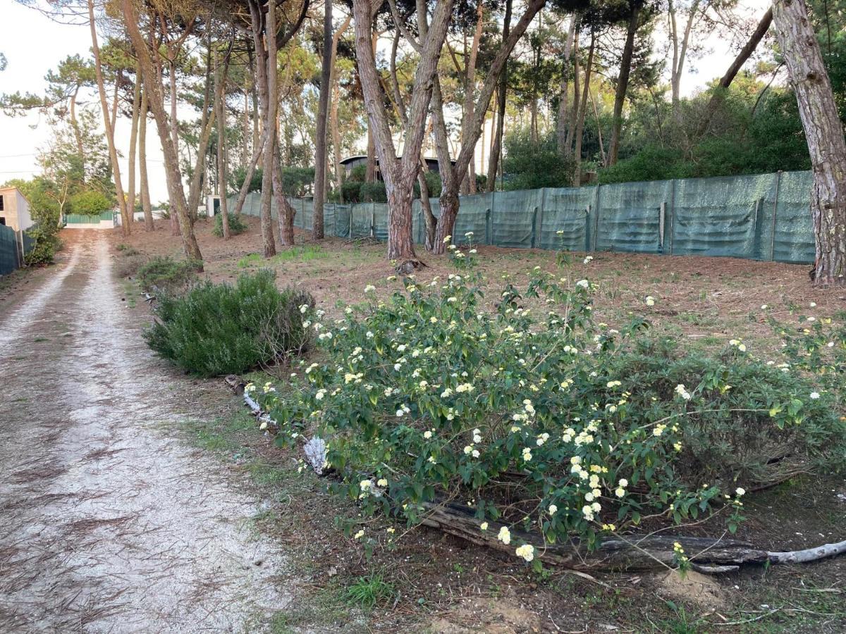 Moradia No Pinhal Com Piscina - Espaco E Privacidade Para As Suas Ferias! Sintra Eksteriør bilde